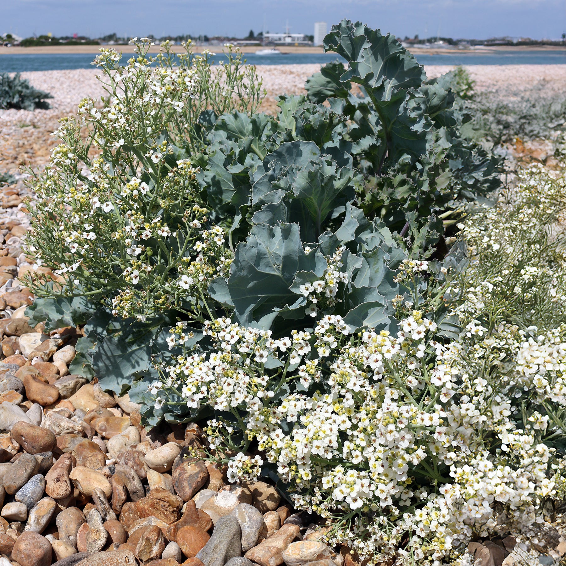 Küsten-Meerkohl - Willemse