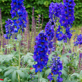 Verzweigter Rittersporn 'Bellamosum' - Delphinium belladonna Bellamosum - Willemse