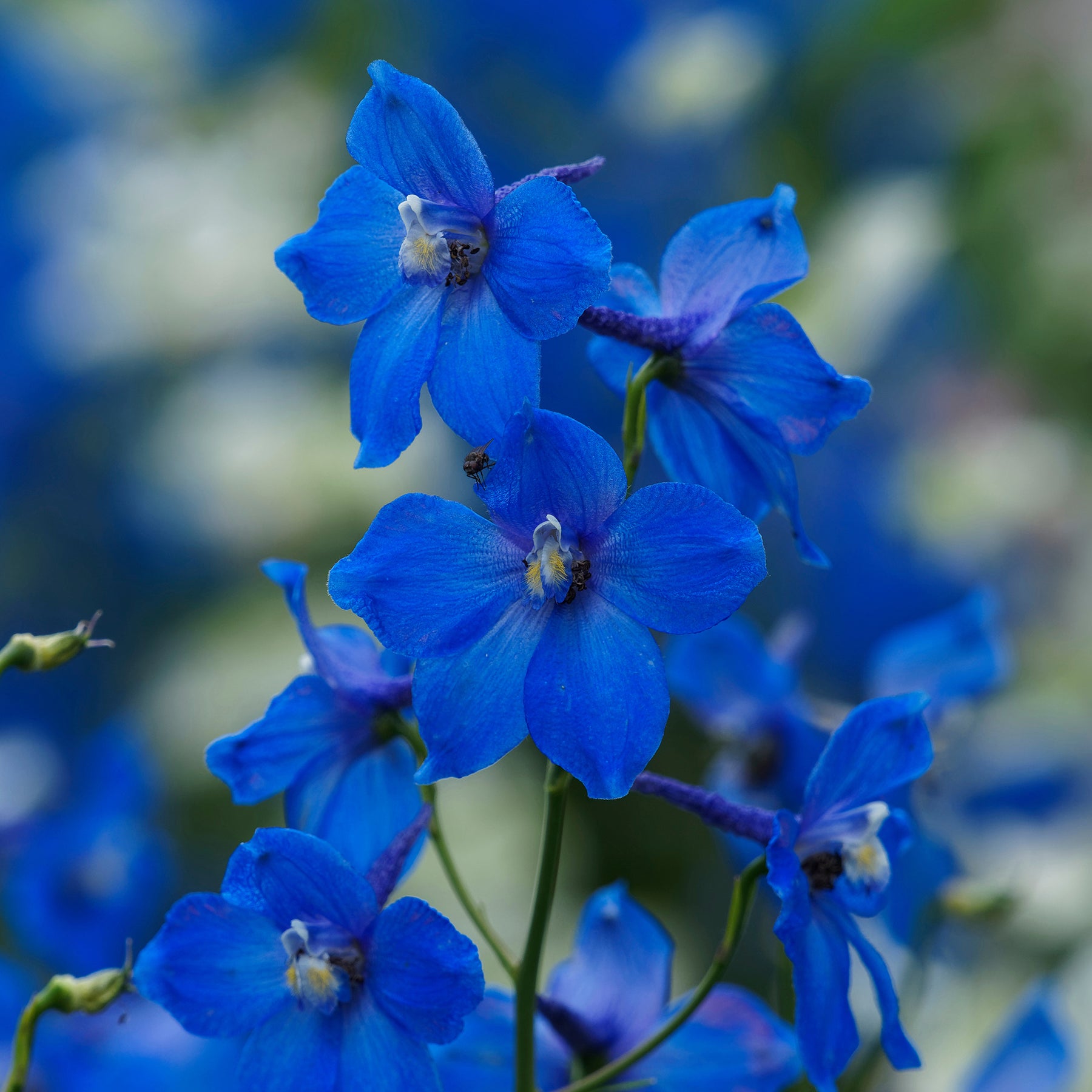 Verzweigter Rittersporn 'Bellamosum' - Willemse