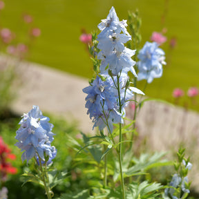 Verzweigter Rittersporn 'Cliveden Beauty' - Delphinium ( belladonna group ) cliveden beauty - Willemse