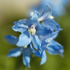 Verzweigter Rittersporn 'Cliveden Beauty' - Willemse