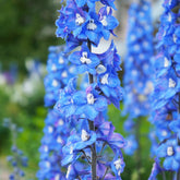 Rittersporn ‘Blue Bird’ - Delphinium Pacific Blue Bird - Willemse