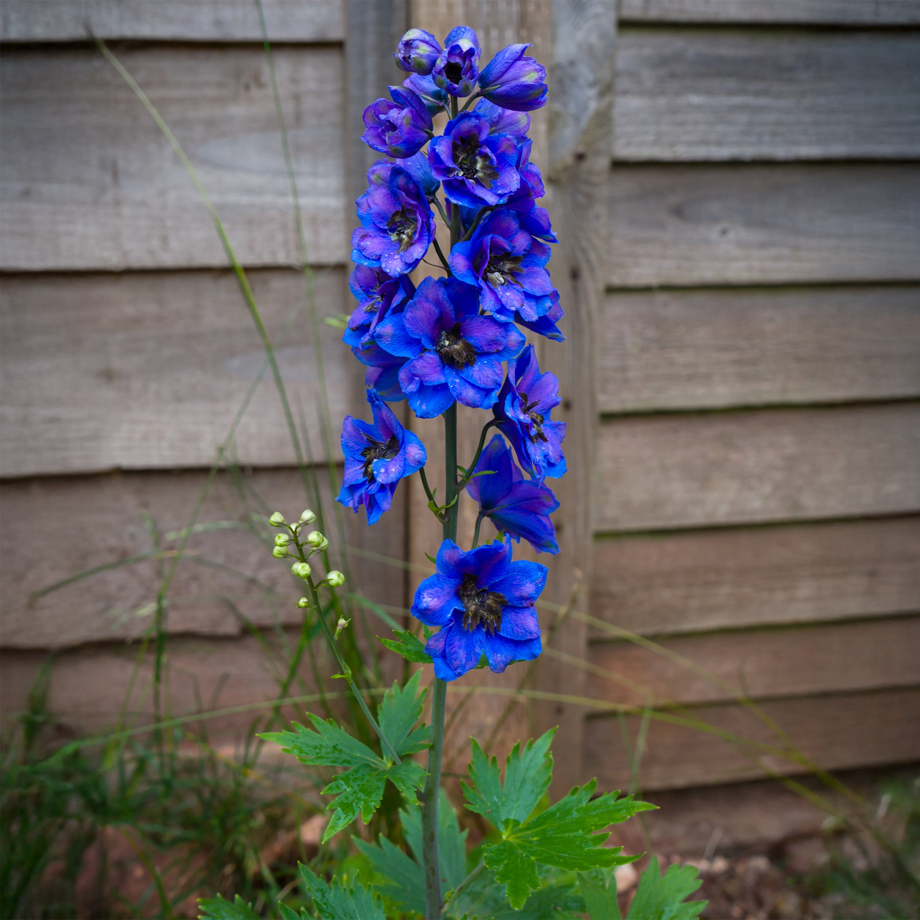 Pacific-Rittersporn 'Black Knight' - Willemse