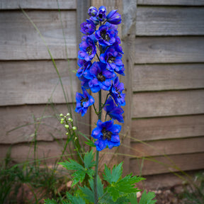Pacific-Rittersporn 'Black Knight' - Willemse