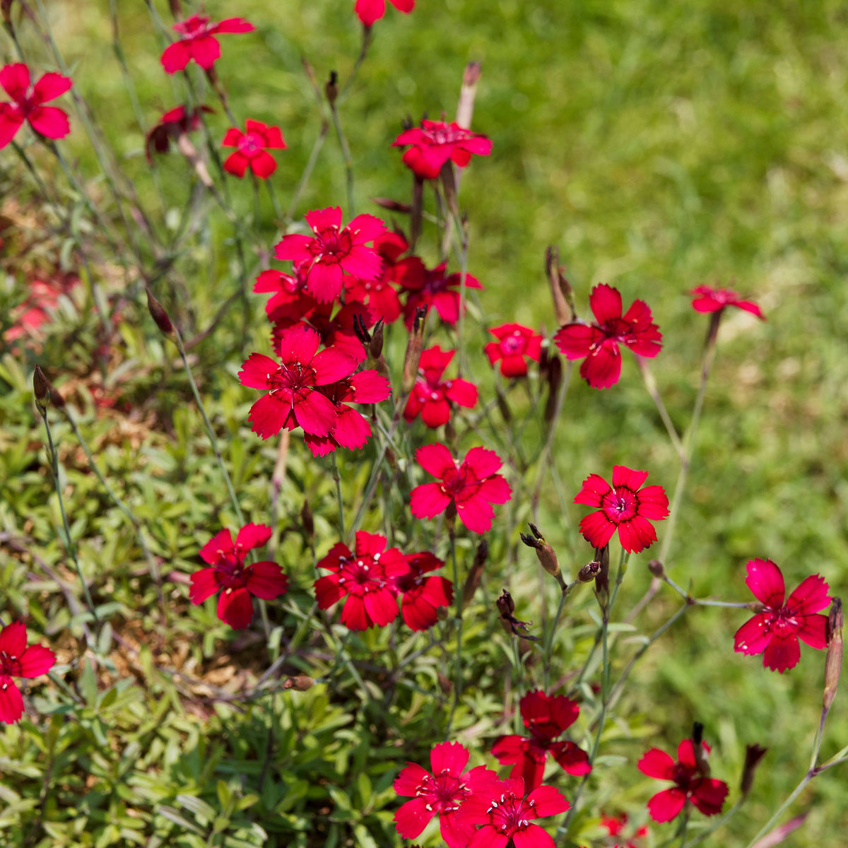 Heide-Nelke 'Flashing Light' - Dianthus deltoides flashing light - Willemse