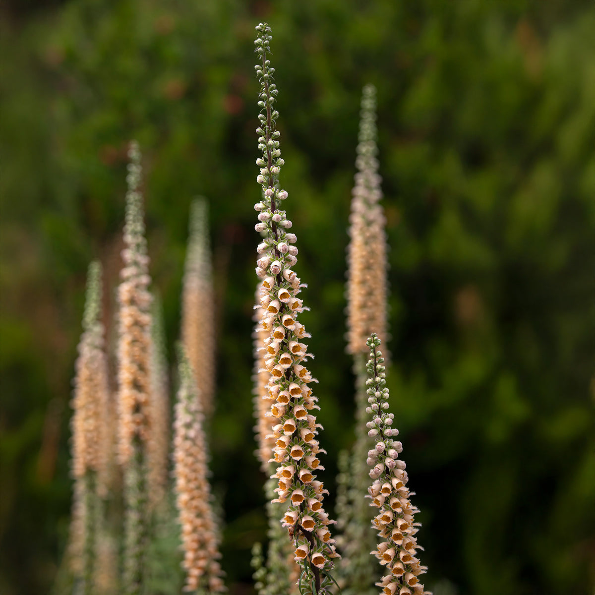 Eisenhaltiger Fingerhut Gigantea - Willemse