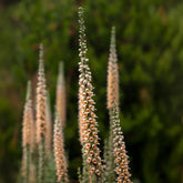 Rostfarbener Fingerhut ‘Gigantea’ - Willemse
