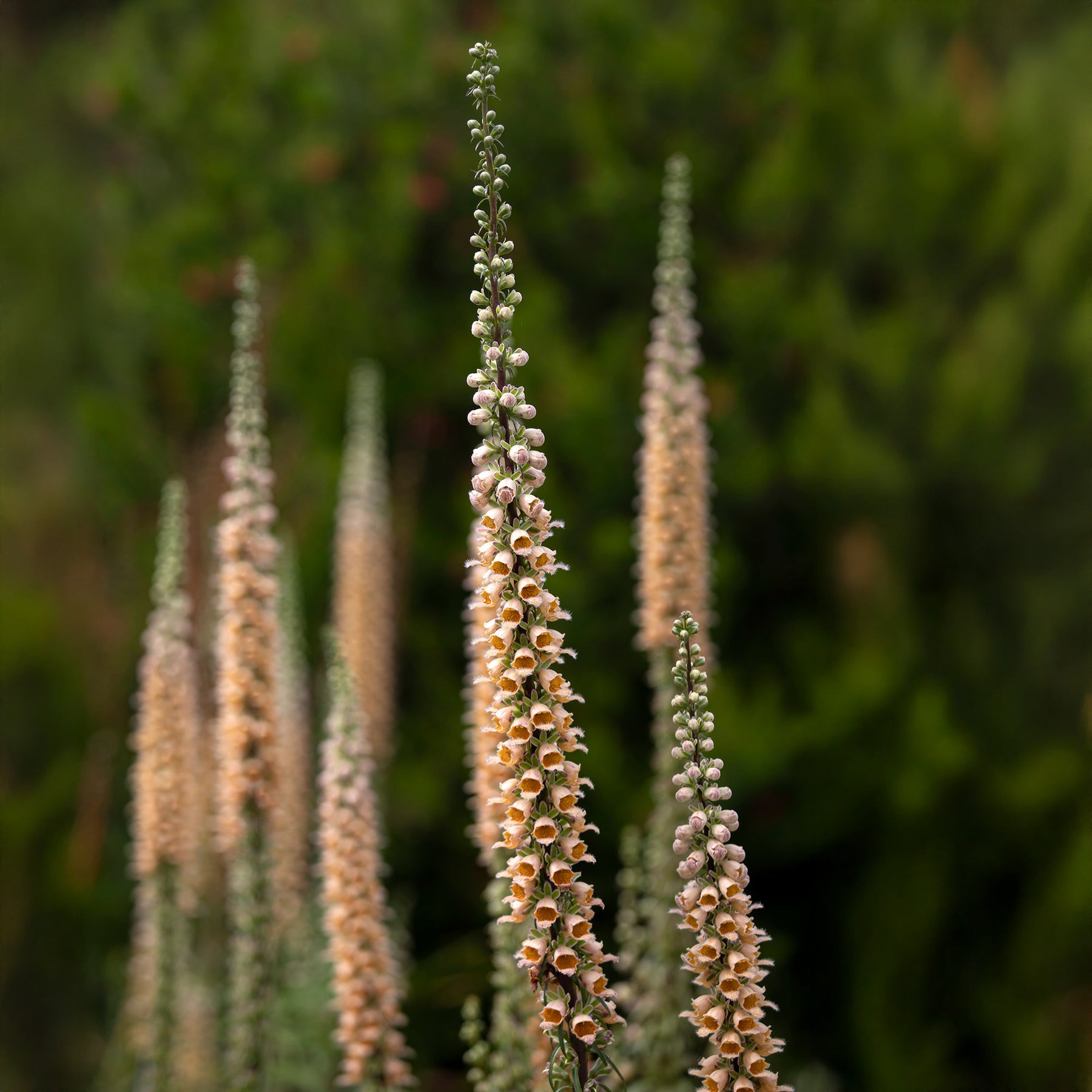 Rostfarbener Fingerhut ‘Gigantea’ - Willemse