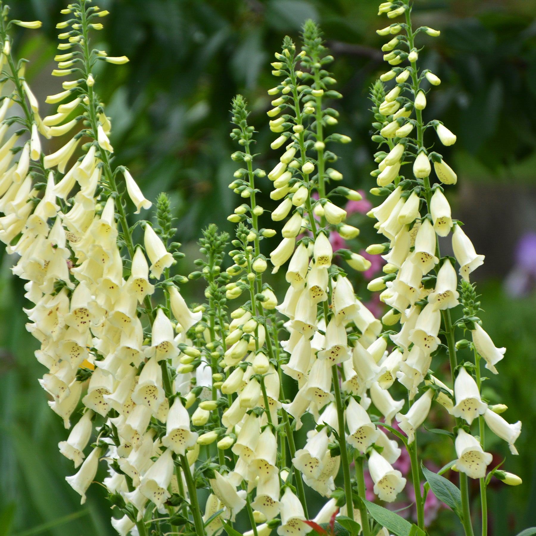 Weißblühender Fingerhut Alba - Willemse