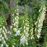 Digitalis purpurea alba - Weißblühender Fingerhut Alba - Nektarspendende Pflanzen