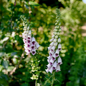 Fingerhut 'Pam's Choice' - Digitalis purpurea pams choice - Willemse
