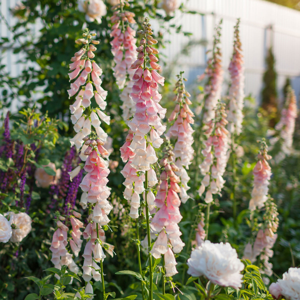 Fingerhut 'Suttons Apricot' - Digitalis purpurea Sutton's Apricot - Willemse