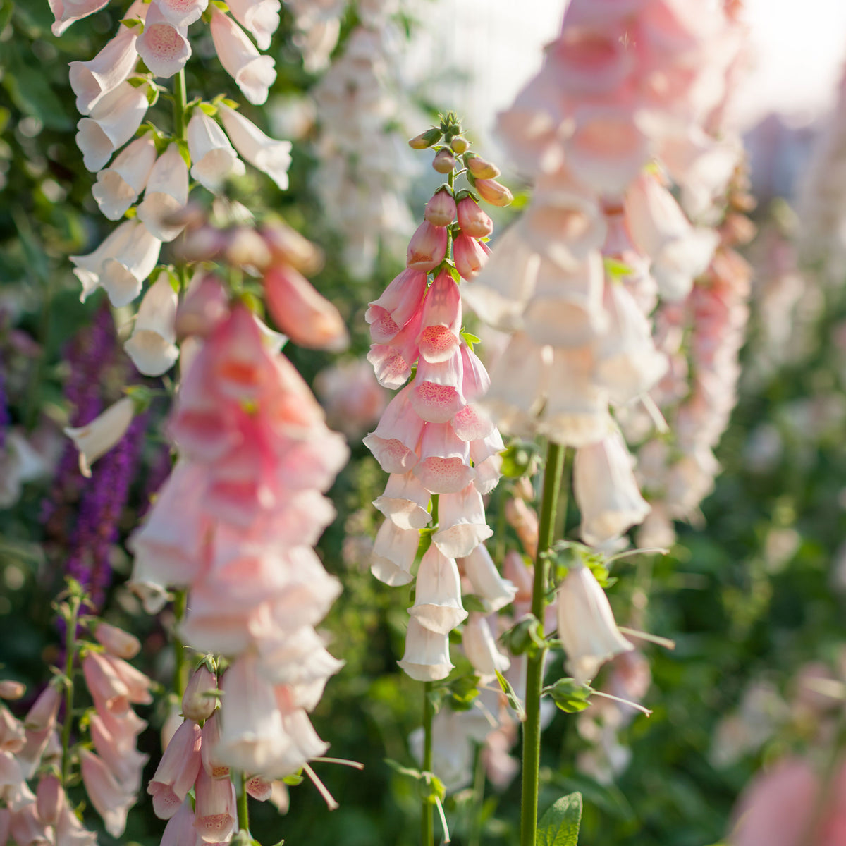 Fingerhut 'Suttons Apricot' - Willemse