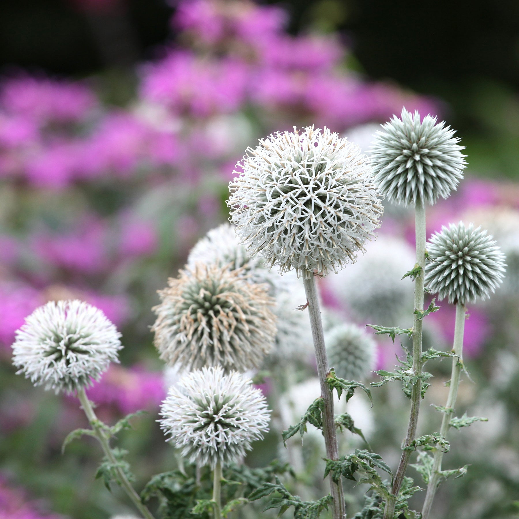 Echinops bannaticus star frost - Kugeldistel Star Frost - Stauden