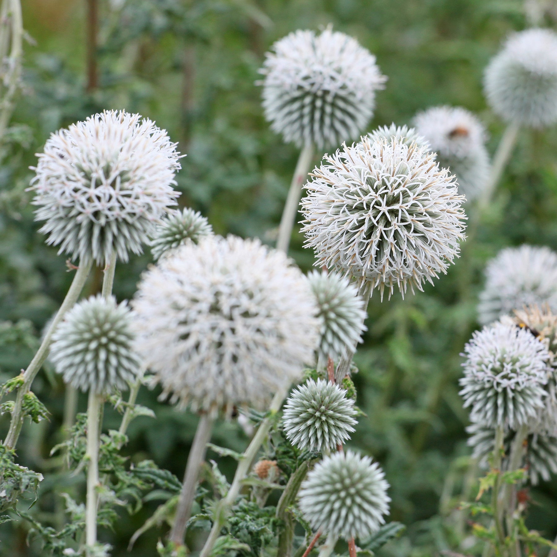 Kugeldistel Star Frost - Willemse