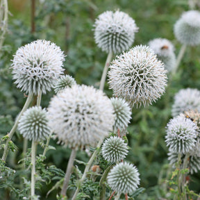 Kugeldistel Star Frost - Willemse