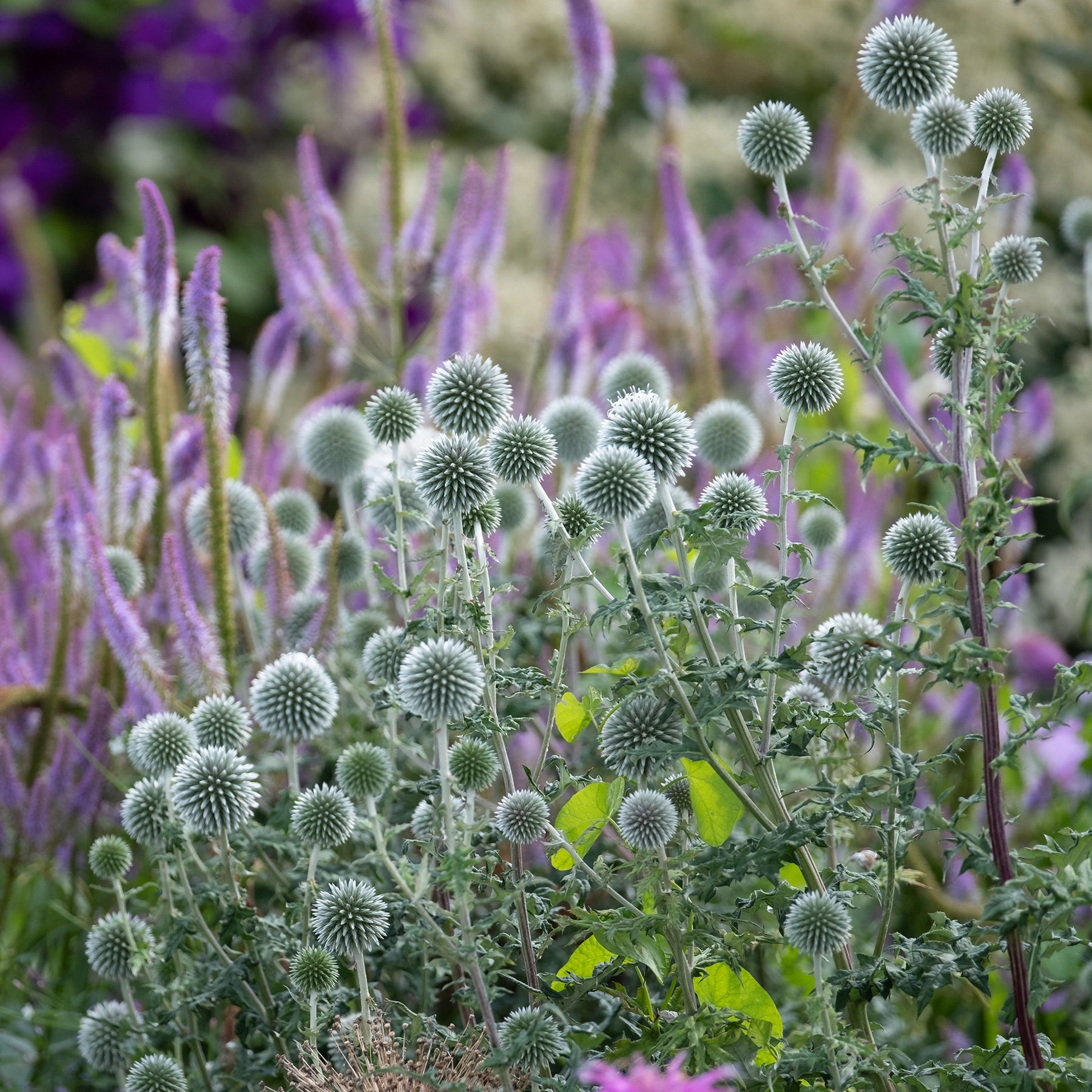 Stauden - Kugeldistel Star Frost - Echinops bannaticus star frost