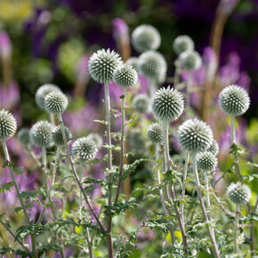 Kugeldistel Star Frost - Echinops bannaticus star frost - Willemse
