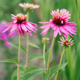 Sonnenhut ‘Double-Decker’ - Echinacea purpurea double-decker - Willemse