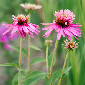 Sonnenhut ‘Double-Decker’ - Echinacea purpurea double-decker - Willemse