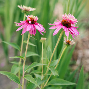 Sonnenhut ‘Double-Decker’ - Willemse