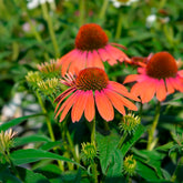 Sonnenhut ‘Julia’ - Echinacea purpurea julia - Willemse