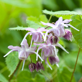 Großblumige Elfenblumen - Epimedium grandiflorum - Willemse