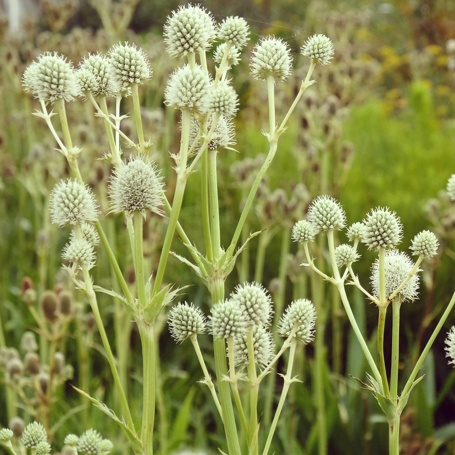 Eryngium yuccifolium - Palmlilienblättrige Mannstreu - Mannstreu