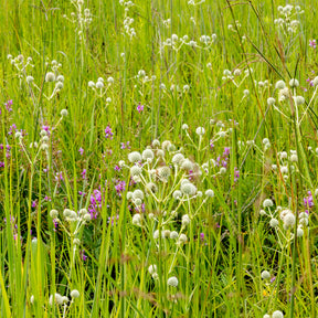 Palmlilienblättrige Mannstreu - Eryngium yuccifolium - Willemse