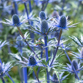 Eryngium zabelii big blue - Blaue Edeldistel Big Blue - Mannstreu