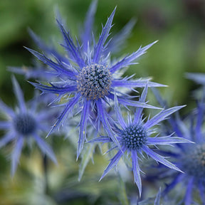 Blaue Edeldistel Big Blue - Eryngium zabelii big blue - Willemse