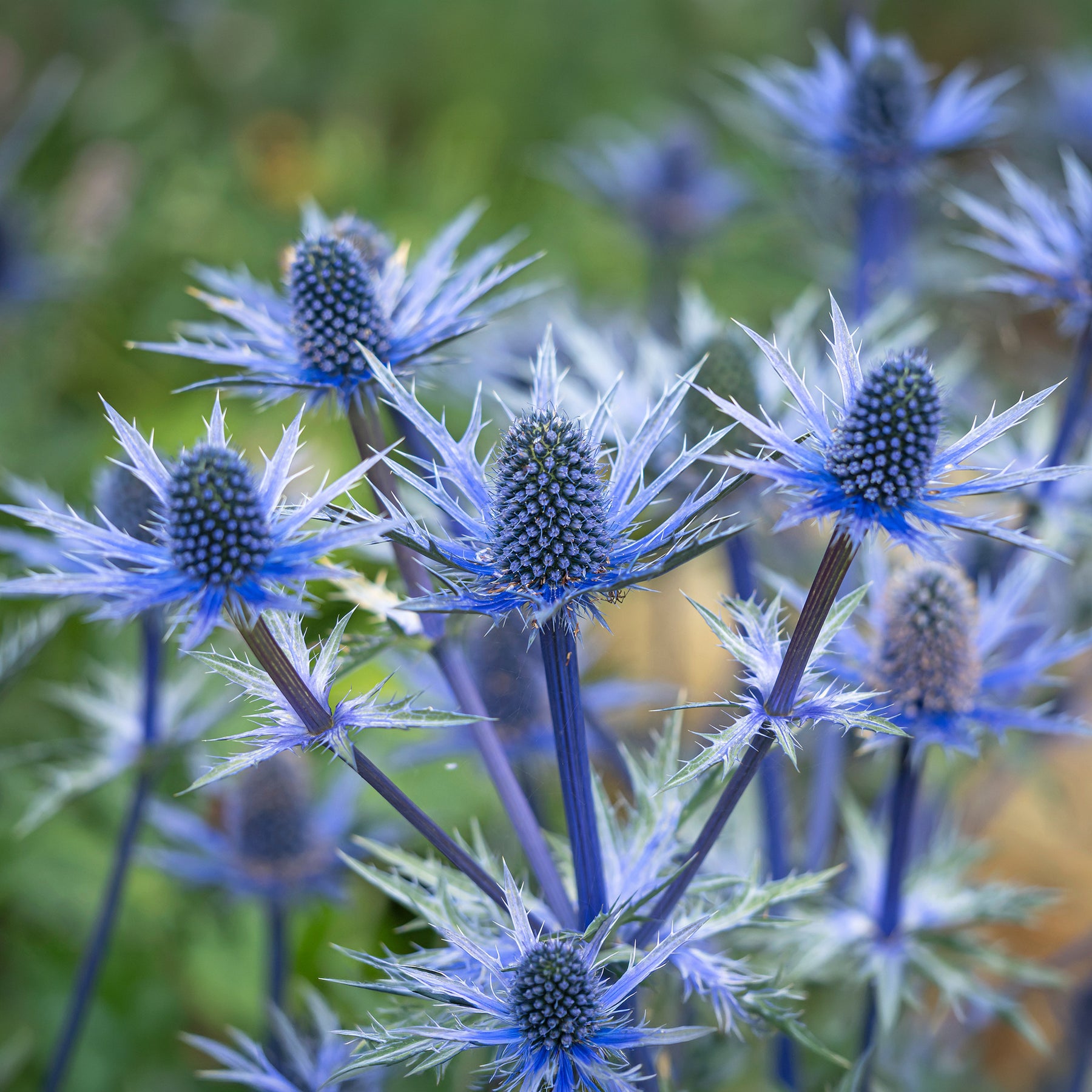 Blaue Edeldistel Big Blue - Willemse
