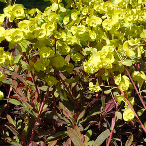 Euphorbia amygdaloides purpurea - Garten-Wolfsmilch purpurrot - Wolfsmilch  