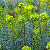Verkauf Walzen-Wolfsmilch ‘Blue Wonder’ - Euphorbia characias blue wonder