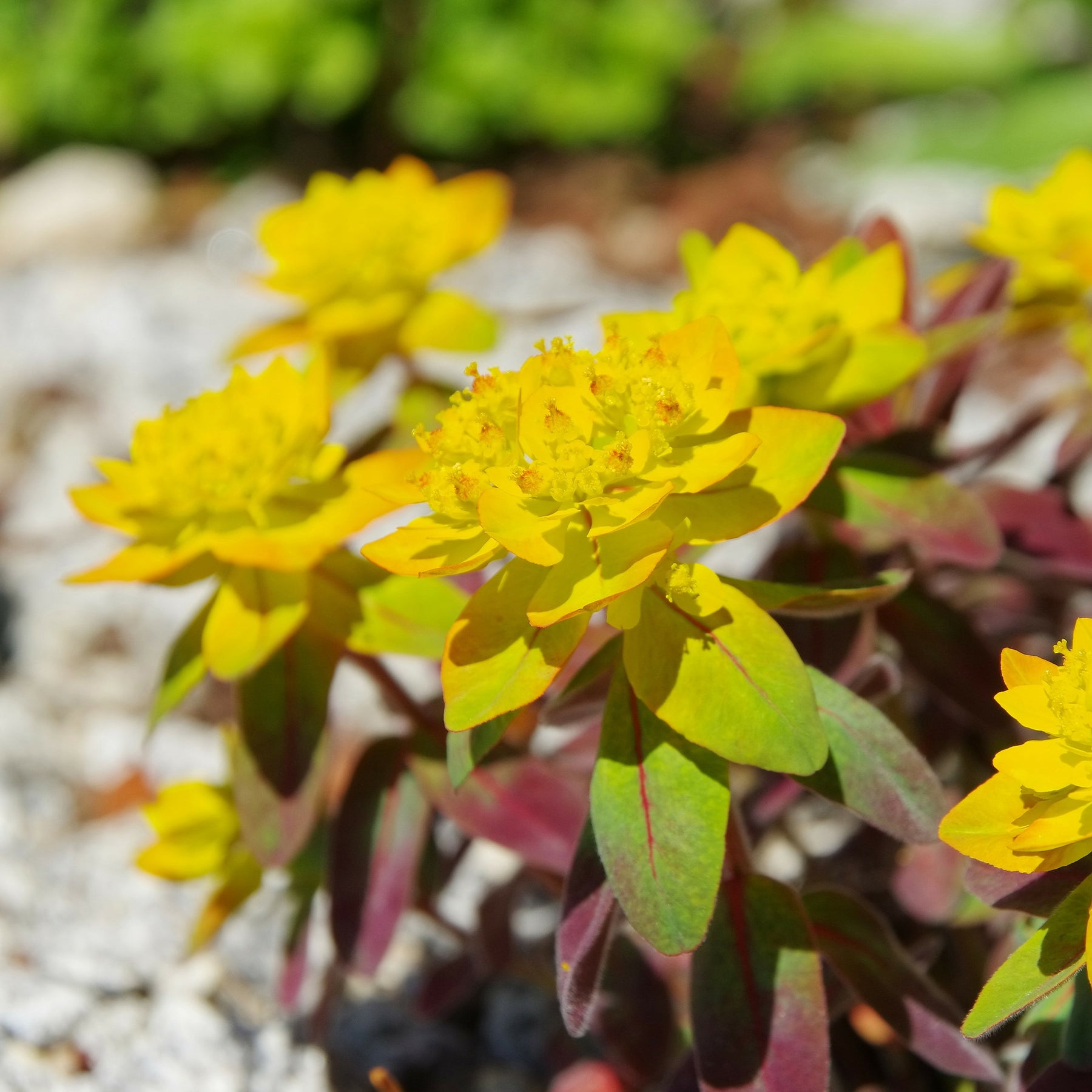 Wolfsmilch Purpurea - Willemse