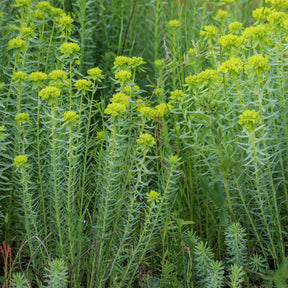 Sibirische Wolfsmilch - Euphorbia seguieriana subsp. niciciana - Willemse