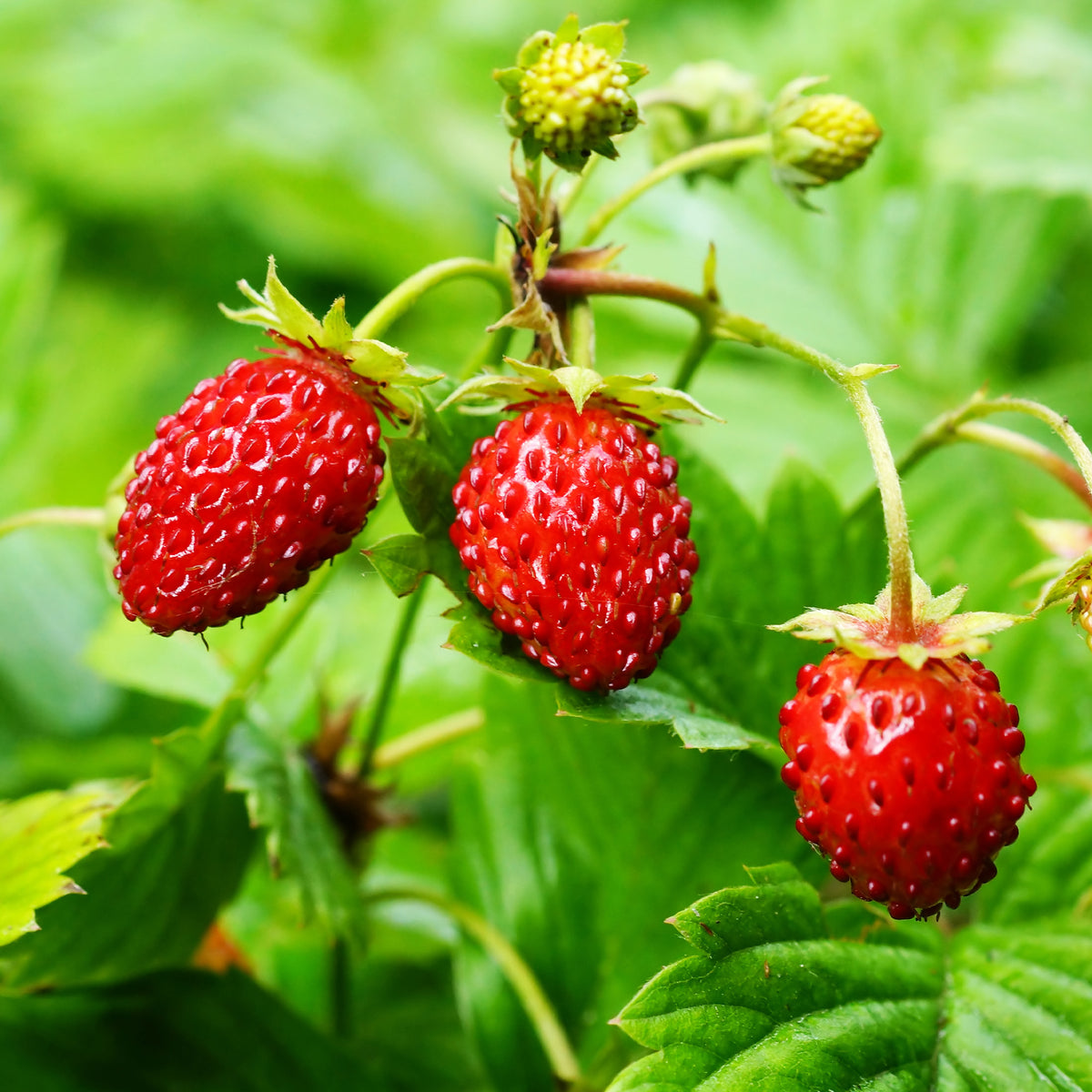 Fragaria vesca - Wald-Erdbeere - Erdbeeren