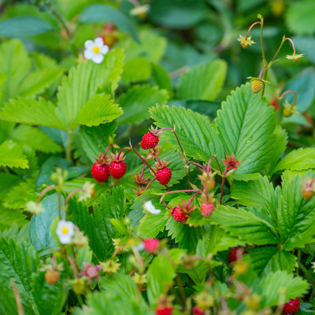 Wald-Erdbeere - Fragaria vesca - Willemse