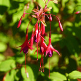 Fuchsie ‘Riccartonii’