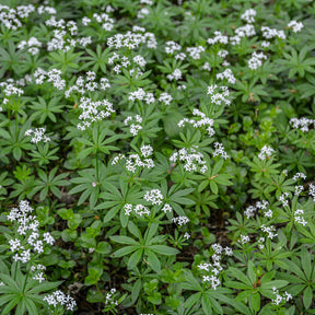 Waldmeister - Willemse