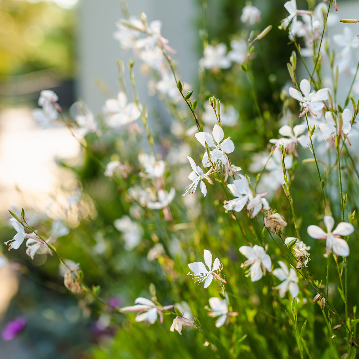 Gaura Snowstorm - Willemse