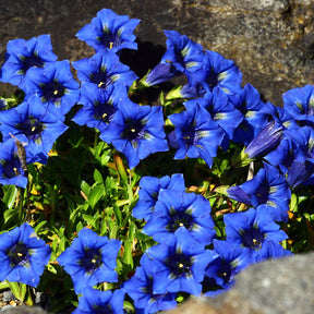 Kiesel-Glocken-Enzian - Gentiana acaulis - Willemse