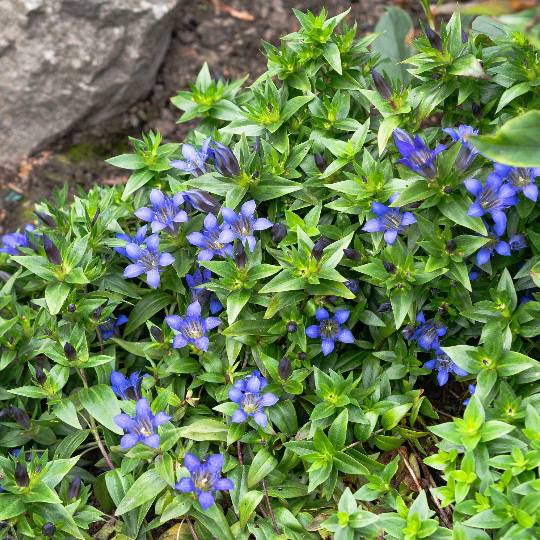 Gentiana septemfida - Sommer-Enzian - Blühende Stauden