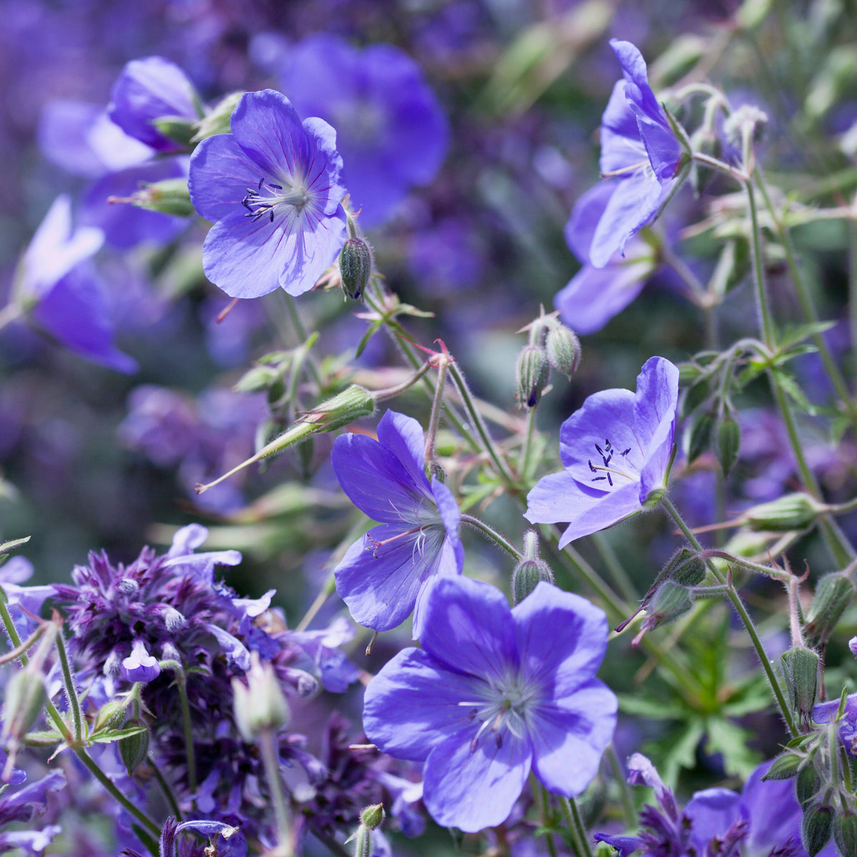 Geranium Brookside - Willemse