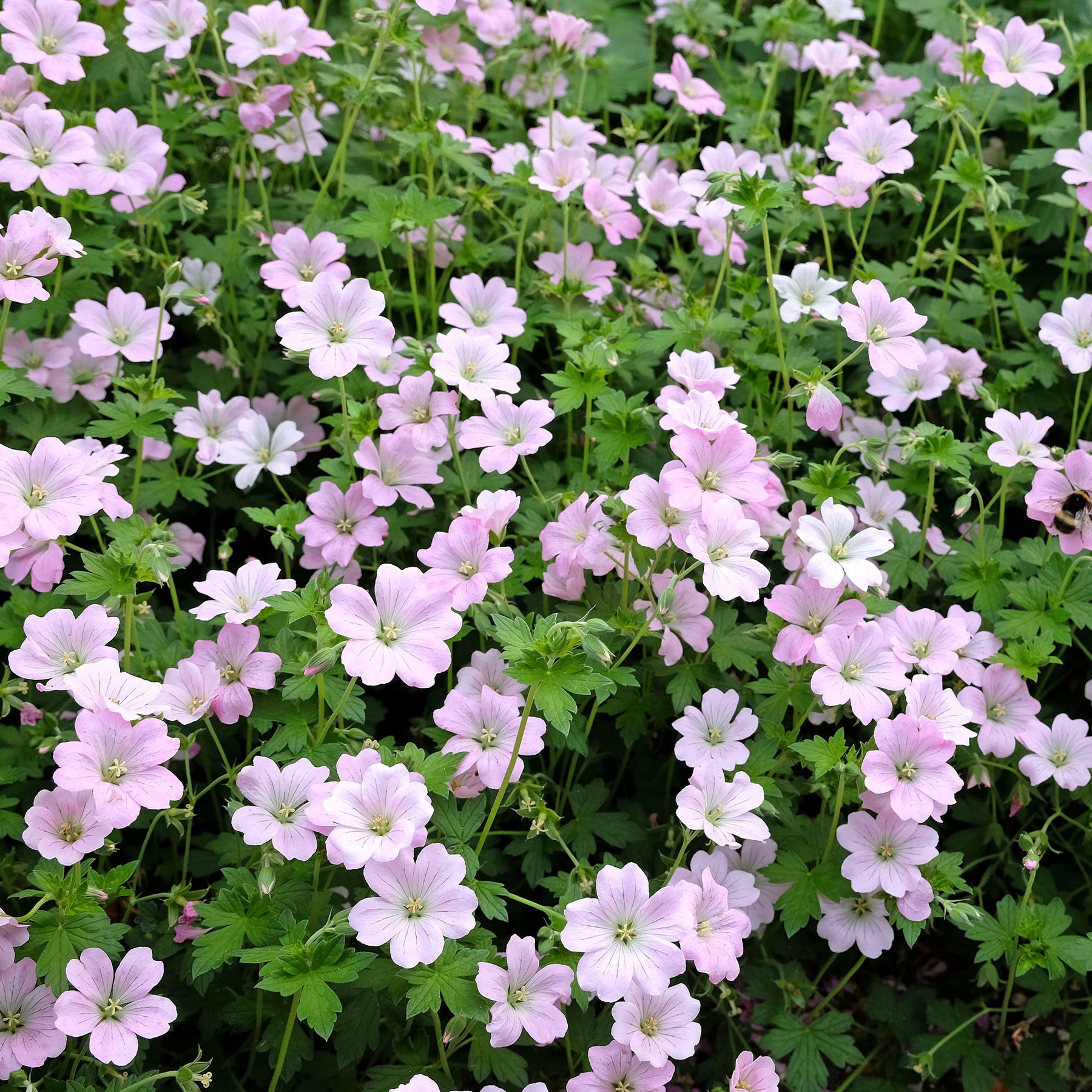 Geranie Dreamland - Geranium bremdream dreamland - Willemse
