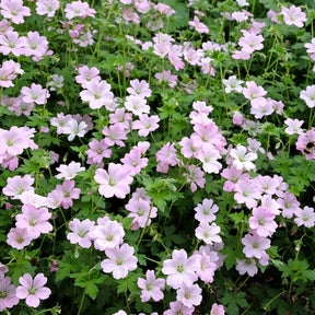 Geranie Dreamland - Geranium bremdream dreamland - Willemse