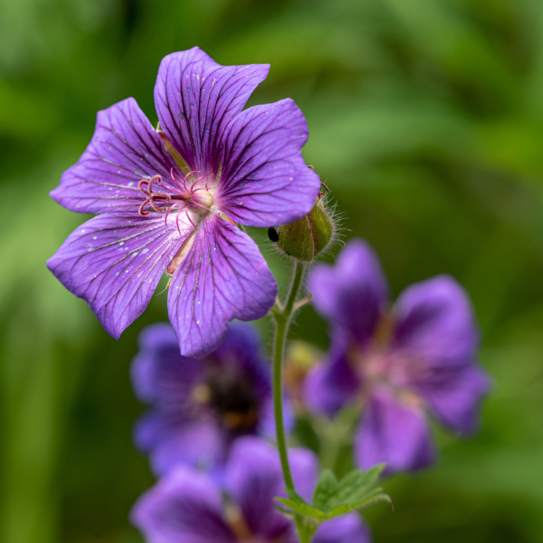 Iberischer Storchschnabel - Geranium ibericum - Willemse