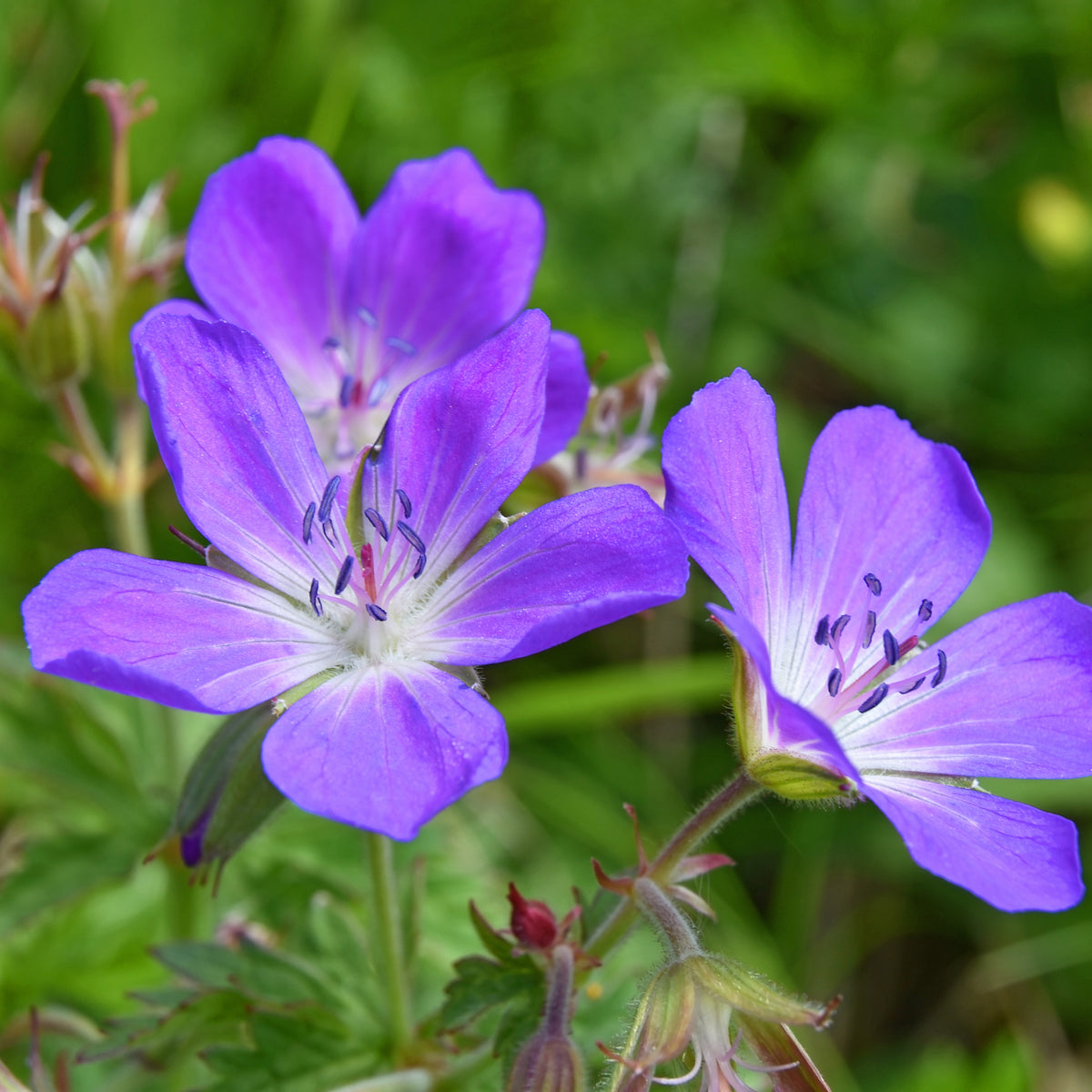 Wiesen-Storchschnabel - Willemse