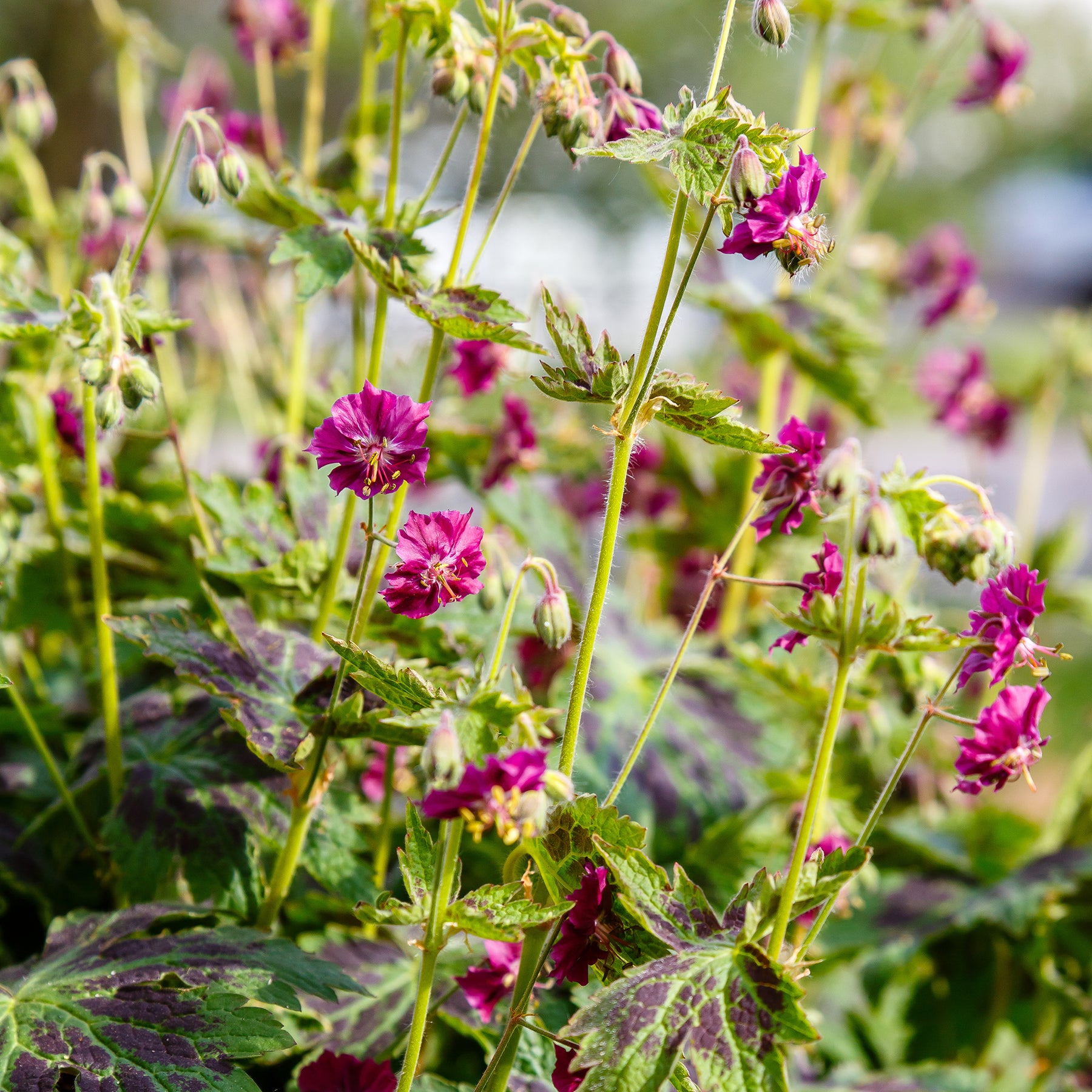 Brauner Storchschnabel Samobor - Geranium phaeum samobor - Willemse