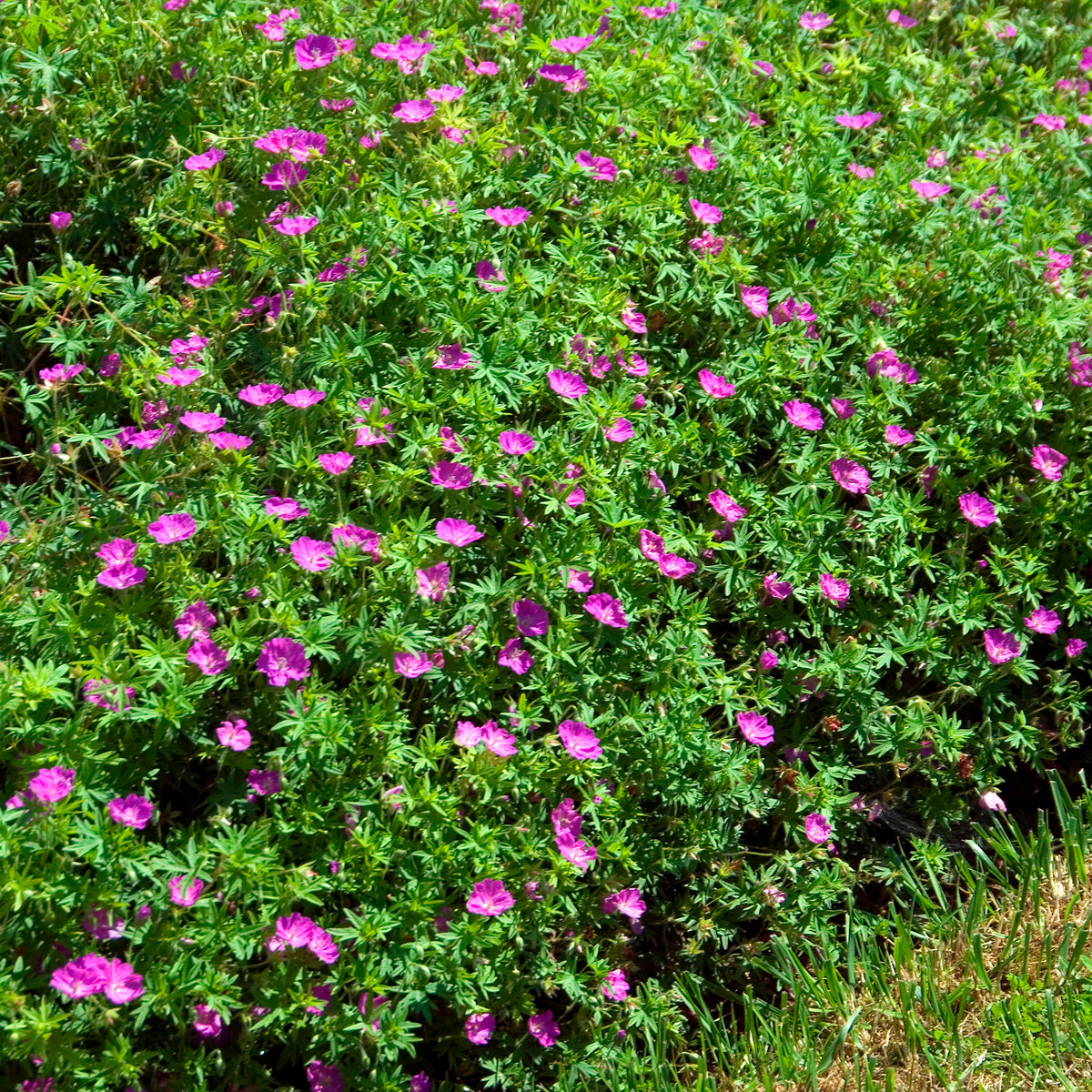 Blut-Storchschnabel Compactum - Geranium sanguineum compactum - Willemse